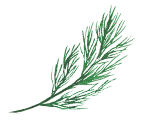 Dill