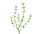 Thymian
